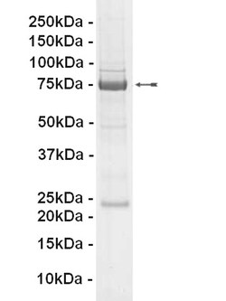 Eurofins DiscoverX c-Kit (V560G) Protein, Active 250 &mu;g | Buy Online | Eurofins DiscoverX | Fisher Scientific